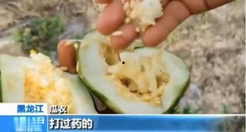 平邑富贵园吃瓜,一场别开生面的“吃瓜”盛宴