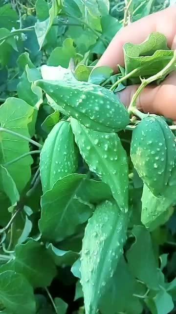 老瓜瓢小孩吃,一段童趣盎然的童年回忆