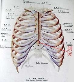 剑突头条,揭秘剑突科技引领未来科技潮流的独家内幕