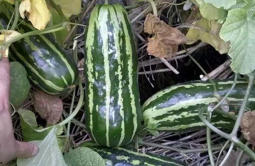 吃梢瓜能吃瓤吗