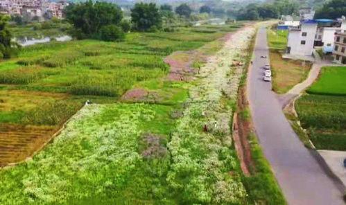 最新的贺州网红打卡地点,探秘这座城市的隐藏魅力