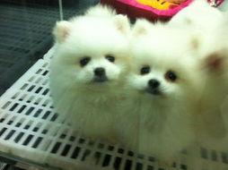 博美爆料新闻视频大全最新,最新视频大全精彩瞬间大盘点